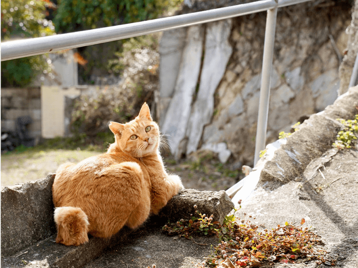 猫の細道画像