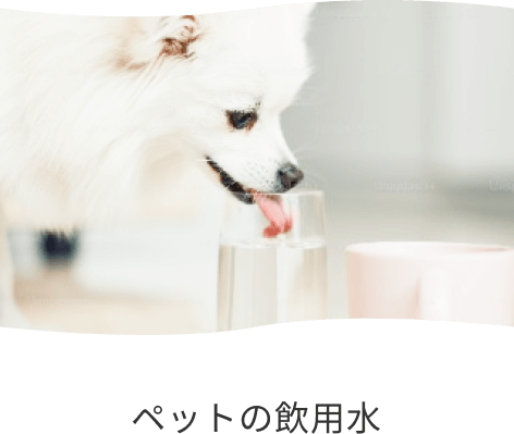 子犬が水を飲んでいる写真